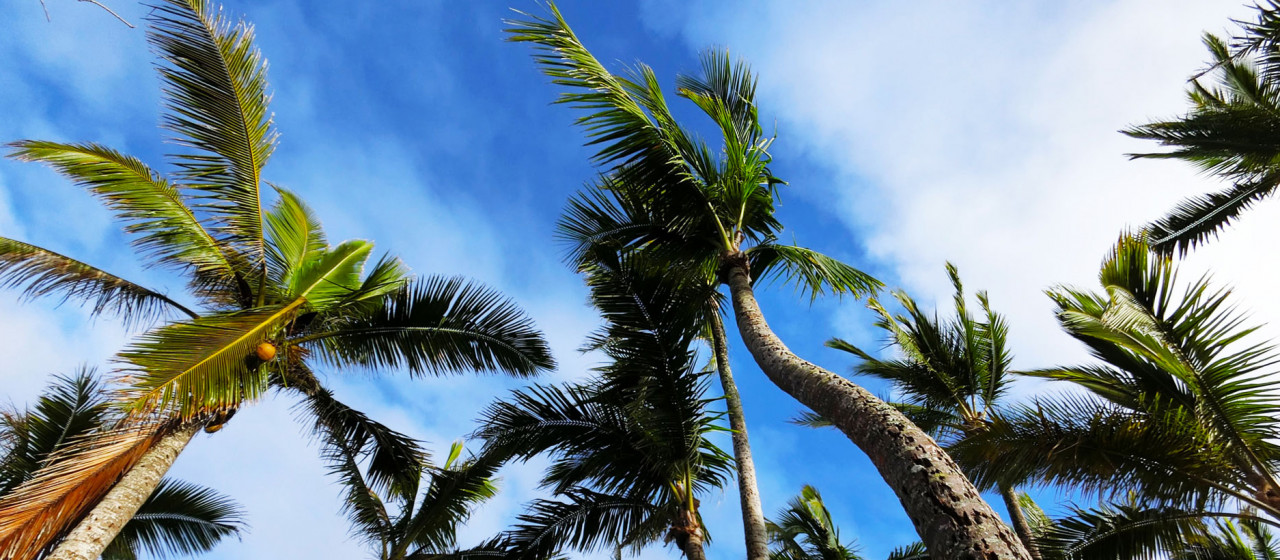 AlohaLomilomiHOKULELECOCO